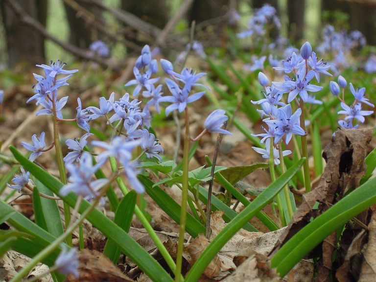 Ladoka karpatsk (<em>Scilla kladnii</em>)