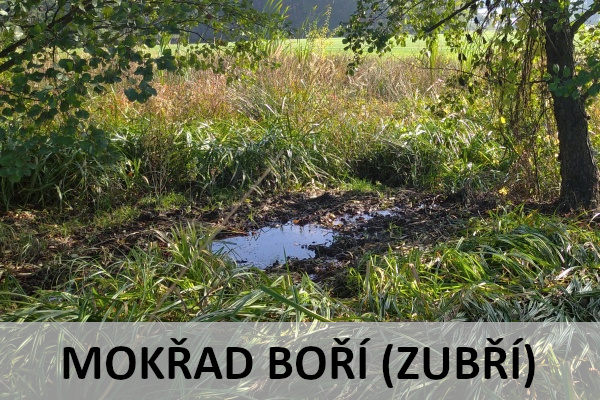 Revitalizace mokøadu na lokalitì Boøí (Zubøí)